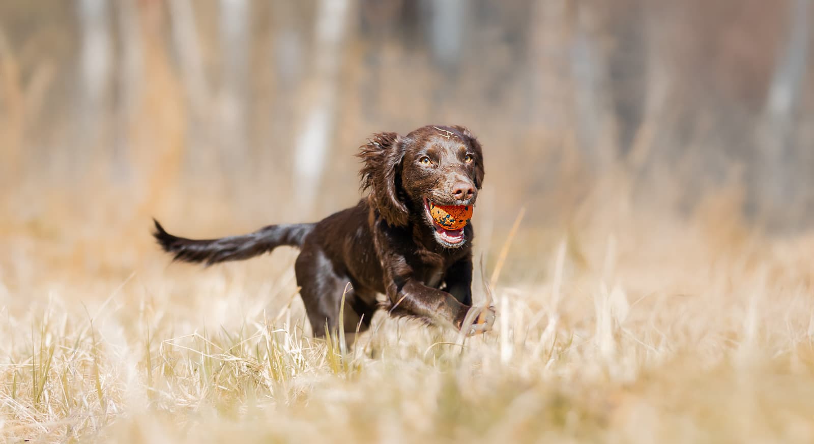 Dog ball lifestyle 1