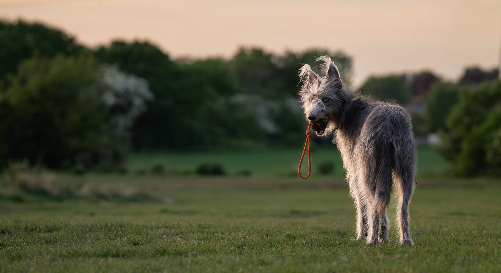 Dog ball on rope lifestyle 1