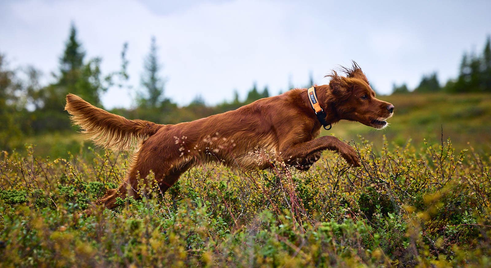 Protector collar lifestyle 1