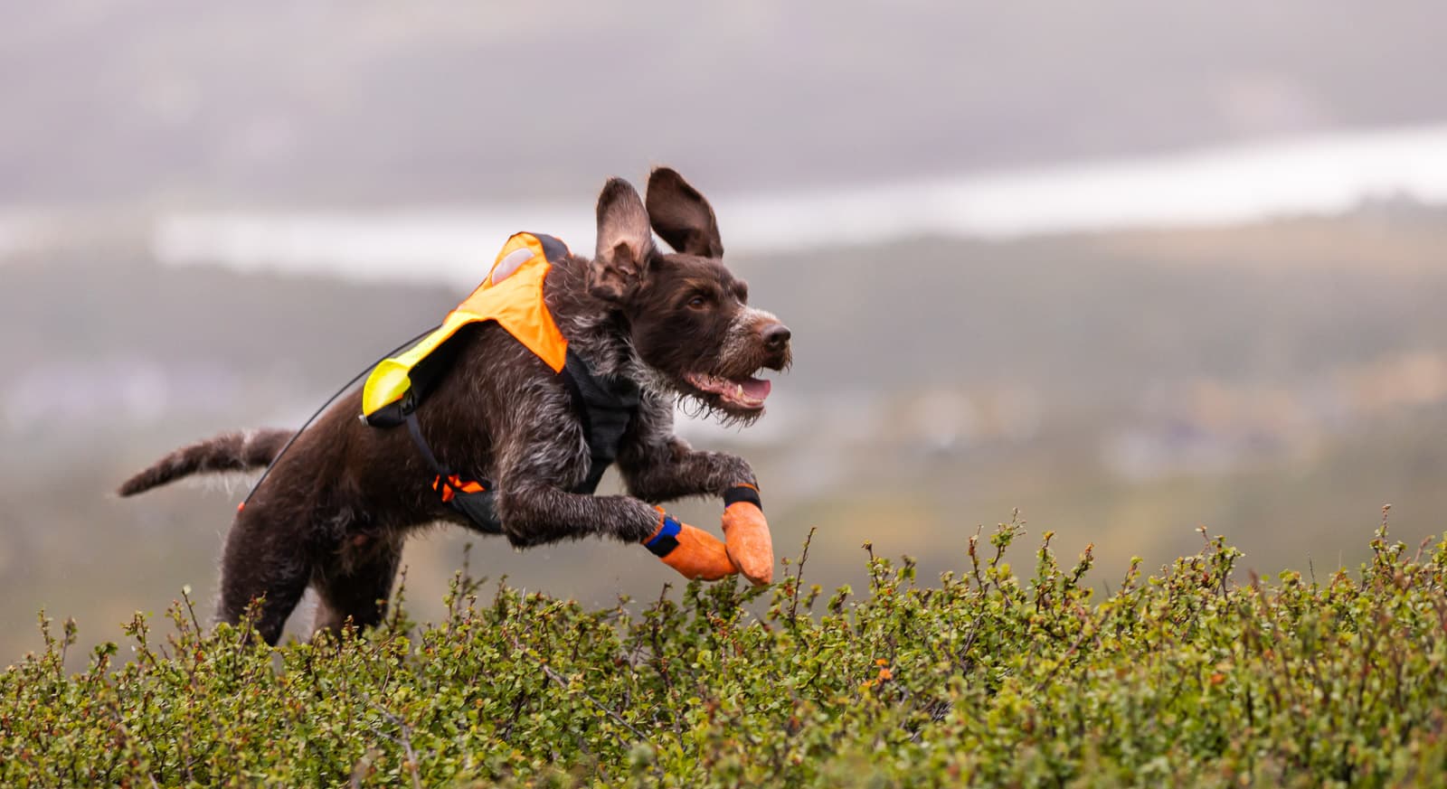 Protector vest GPS 2.0 lifestyle 1