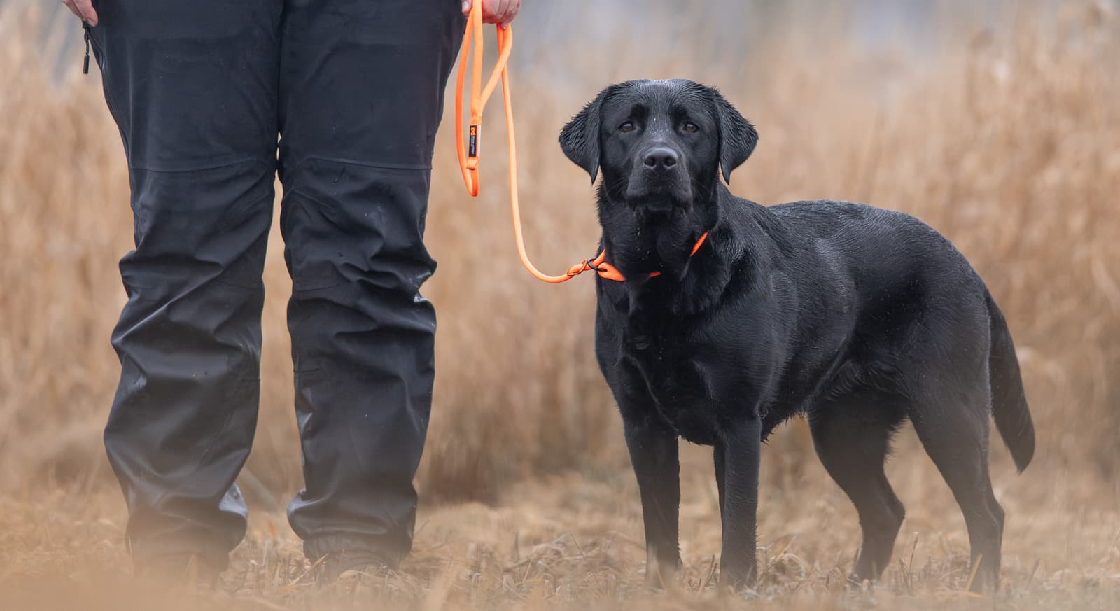 Retriever leash lifestyle 1