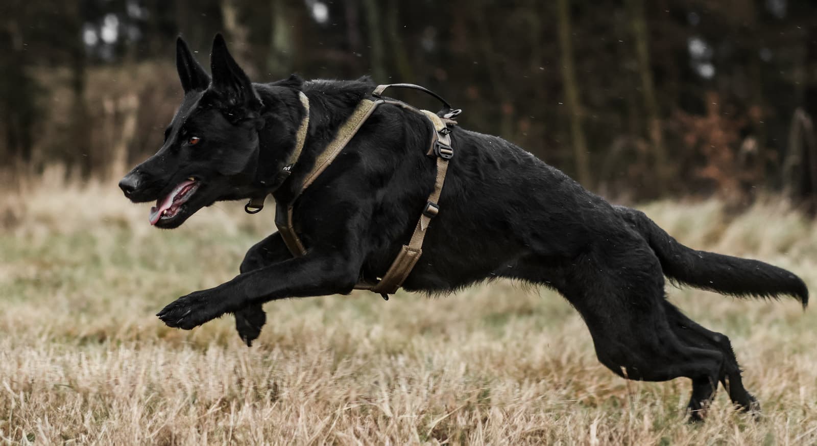 Solid adjustable collar WD lifestyle 1