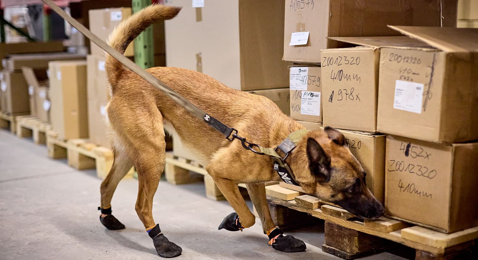 Solid collar WD lifestyle 1