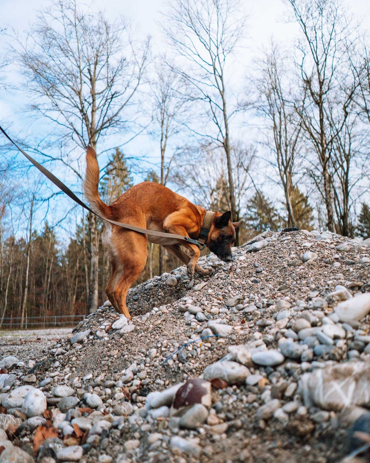 Solid leash WD lifestyle 1