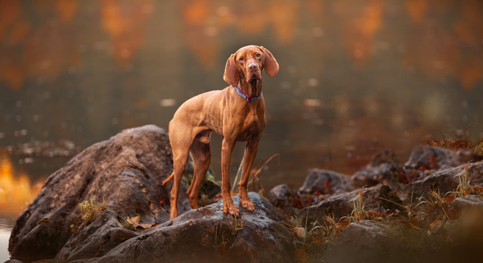 Trail quest collar lifestyle 1