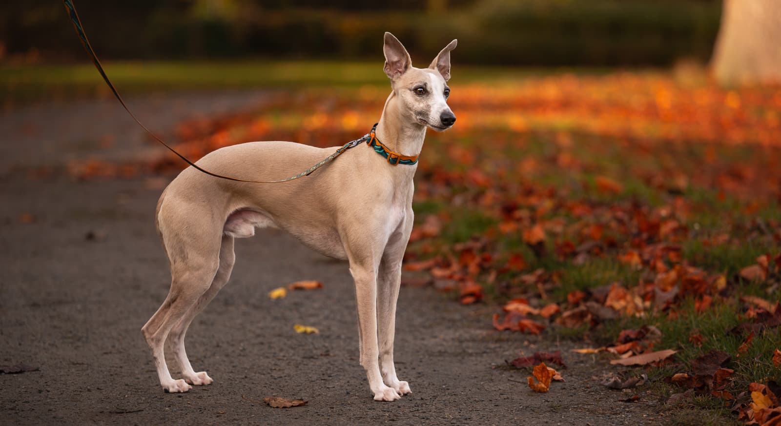 Trail quest collar Rachel Pohl edition lifestyle 1