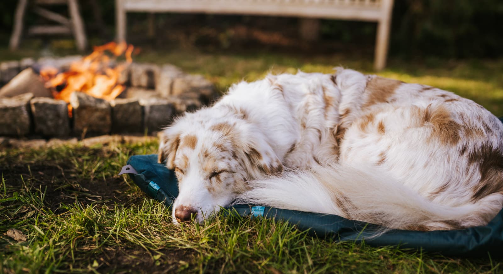 Trekking dog bed lifestyle 1