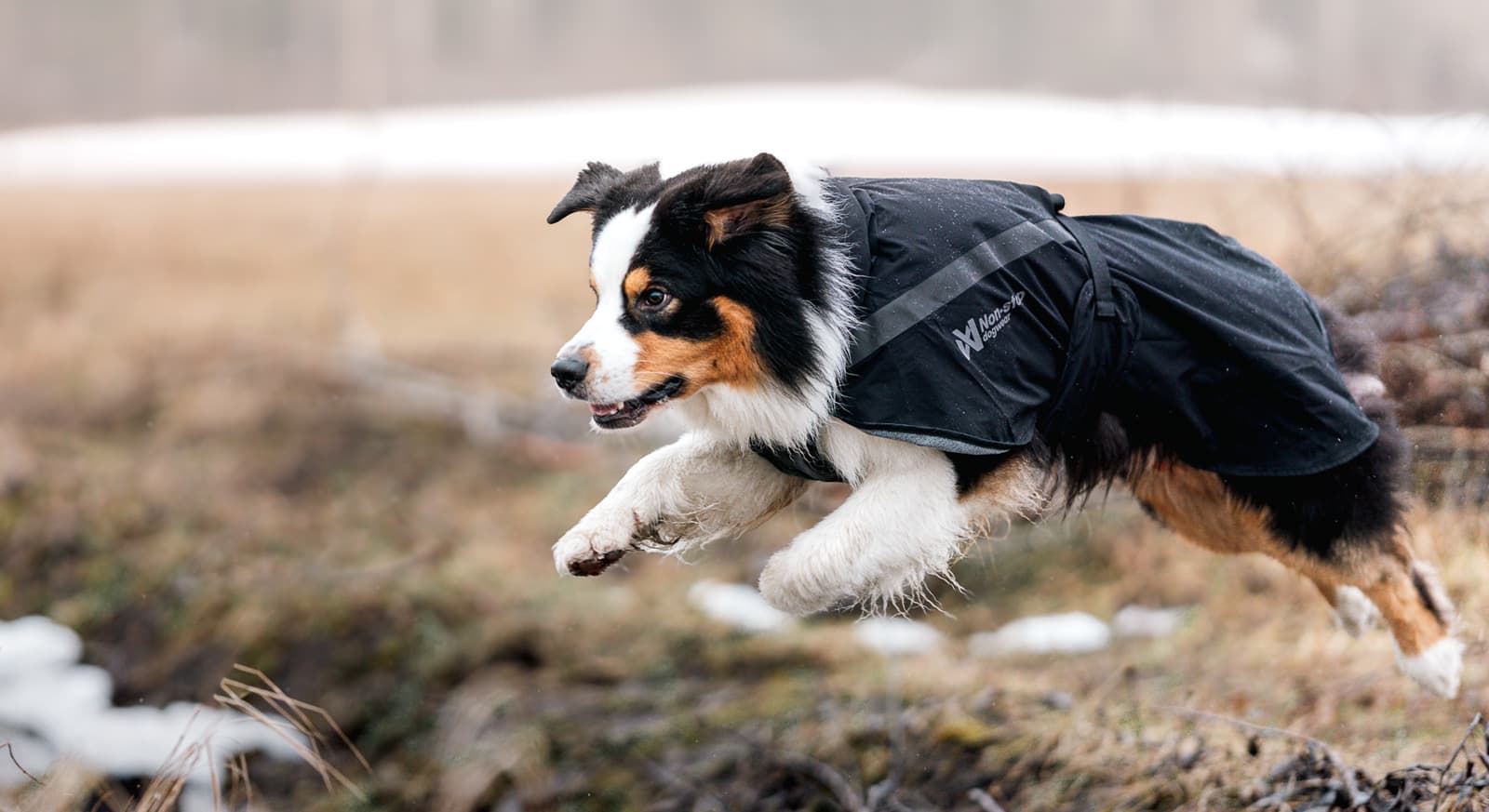 Trekking dog raincoat lifestyle 1