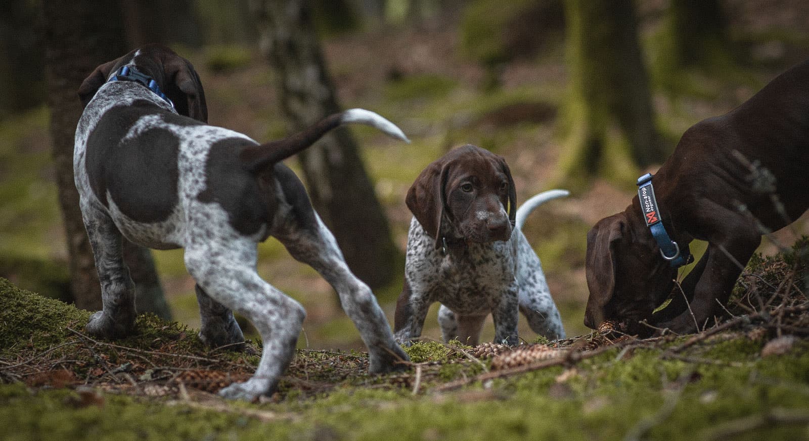 Tumble collar lifestyle 1