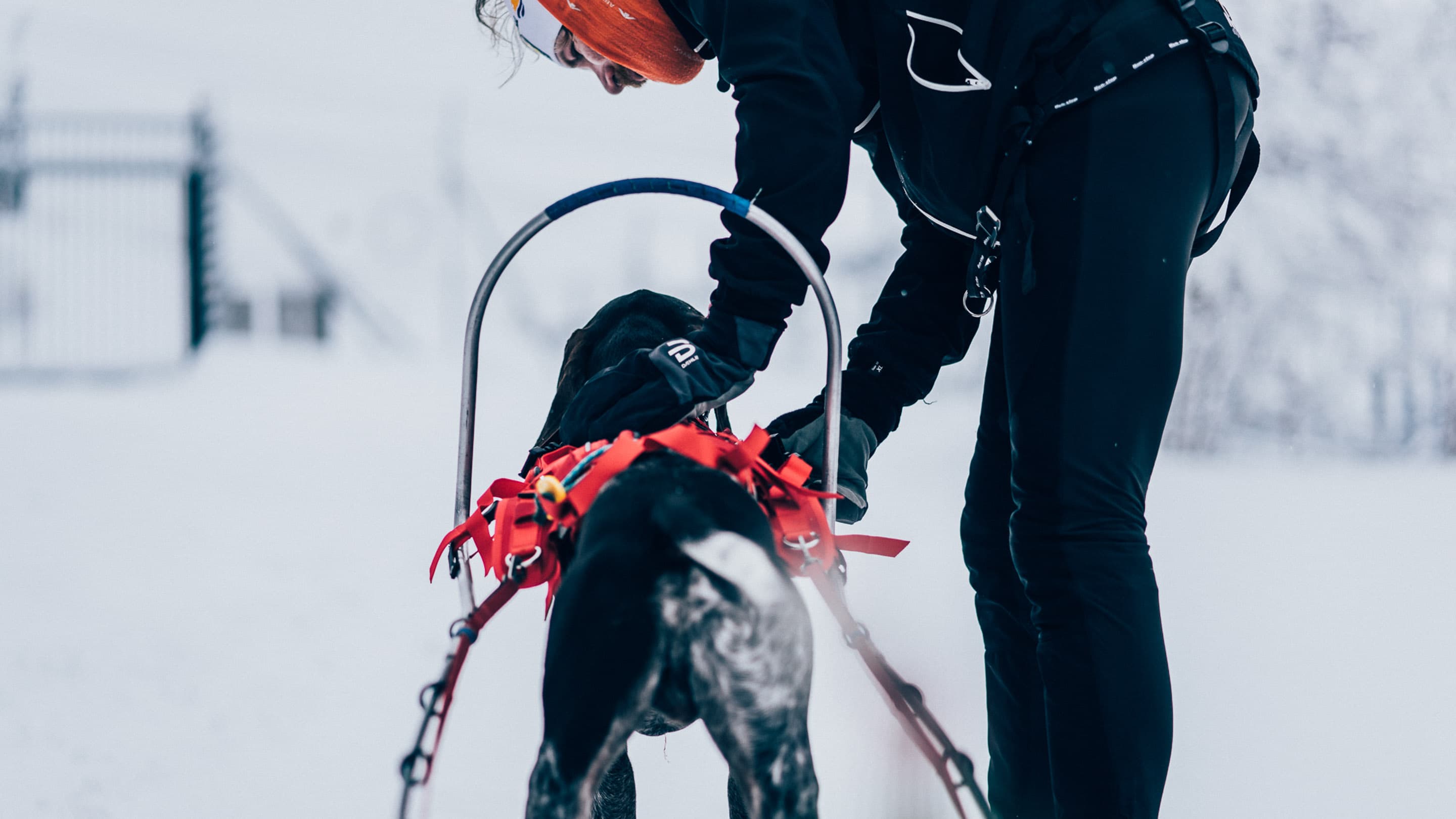 Combined harness lifestyle 1