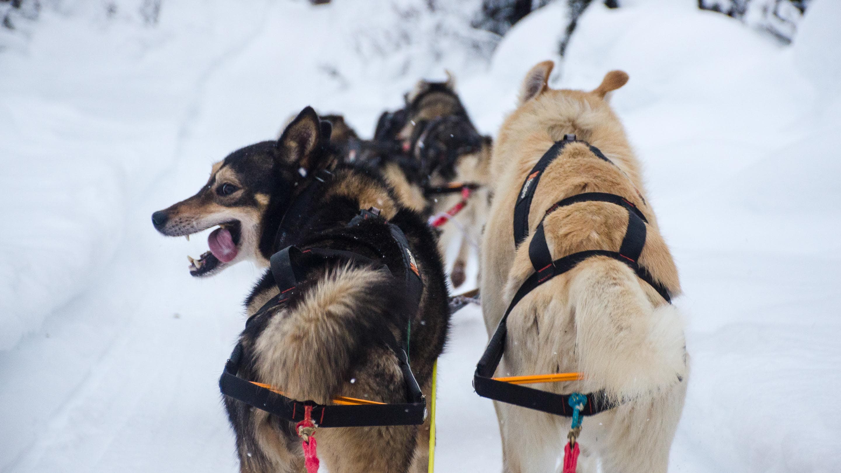 Nansen stick harness lifestyle 1