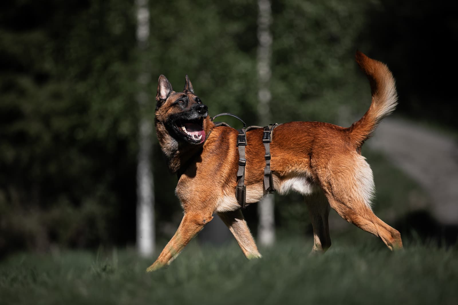 Line harness long WD - 