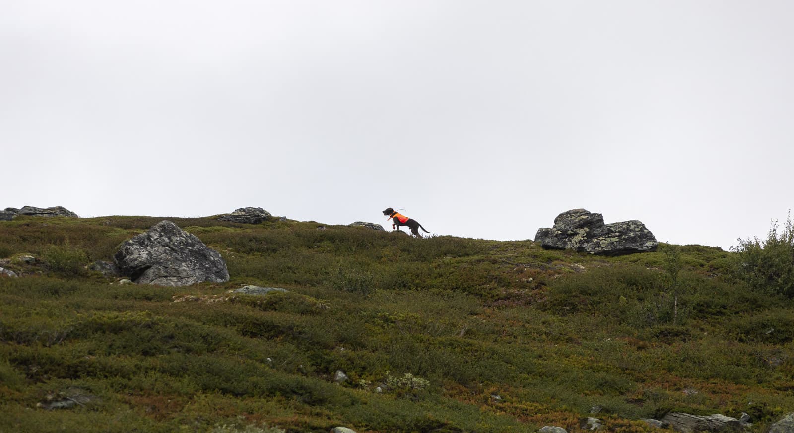 Protector cover 2.0 lifestyle 1