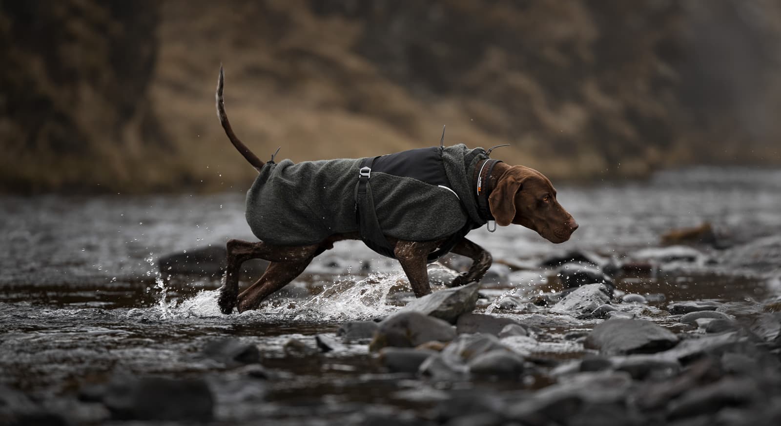 Wool dog jacket lifestyle 1