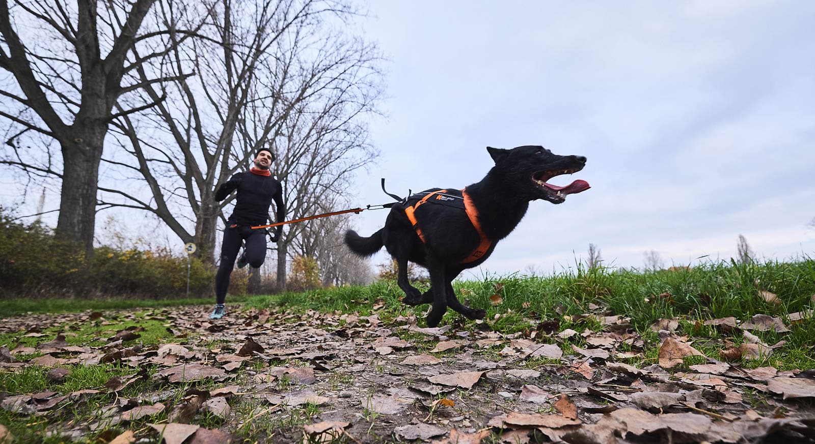 Bungee leash lifestyle 1