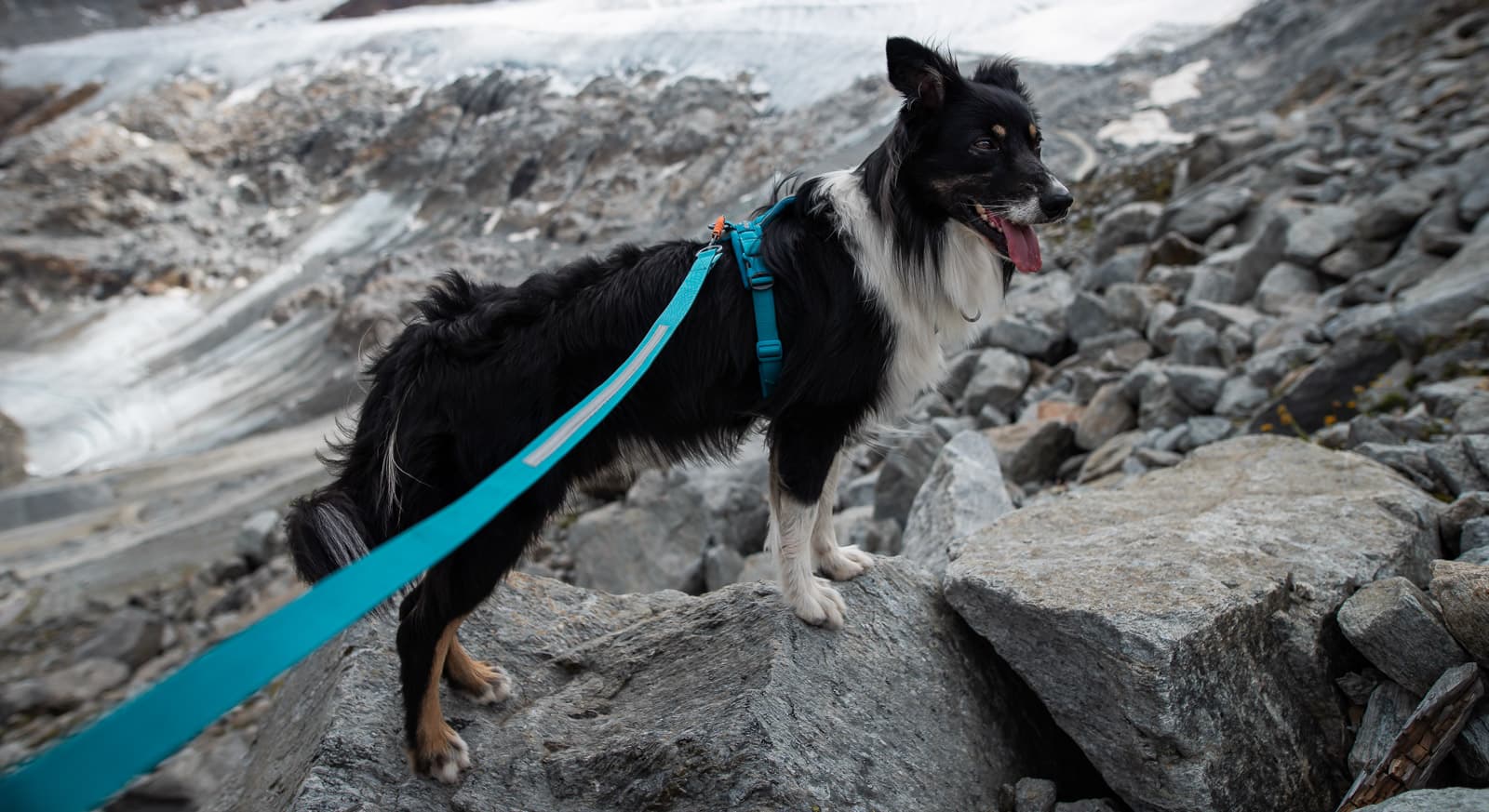 Touring bungee lifestyle 1