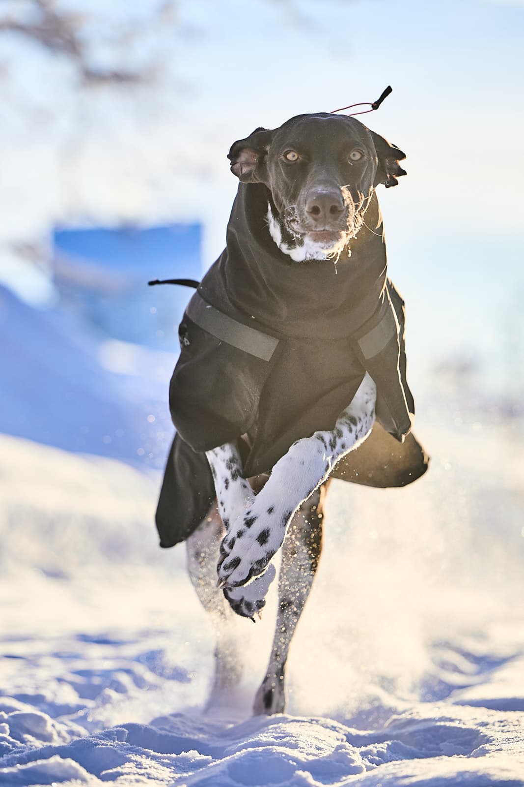 Trekking insulated dog jacket - 