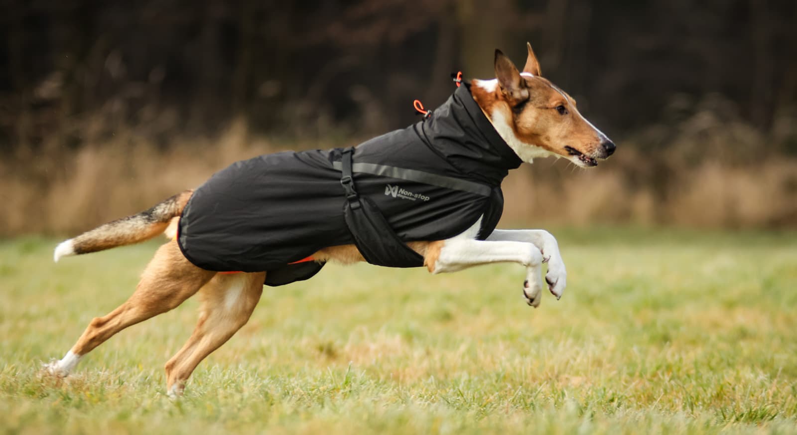 Trekking insulated dog jacket lifestyle 1