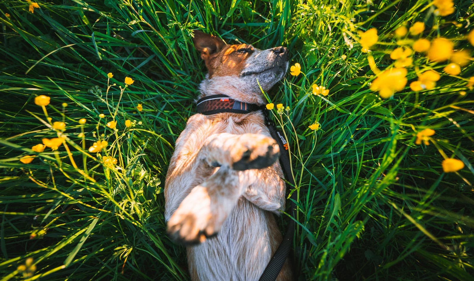 Rock collar 2.0 lifestyle 1