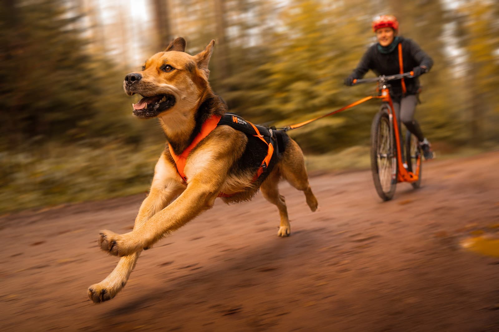 Freemotion harness 5.0 - 