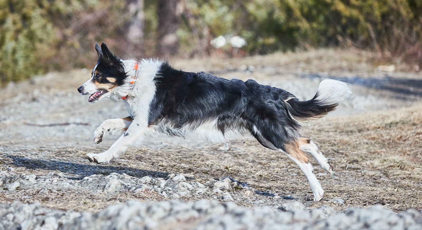 Cruise collar lifestyle 1