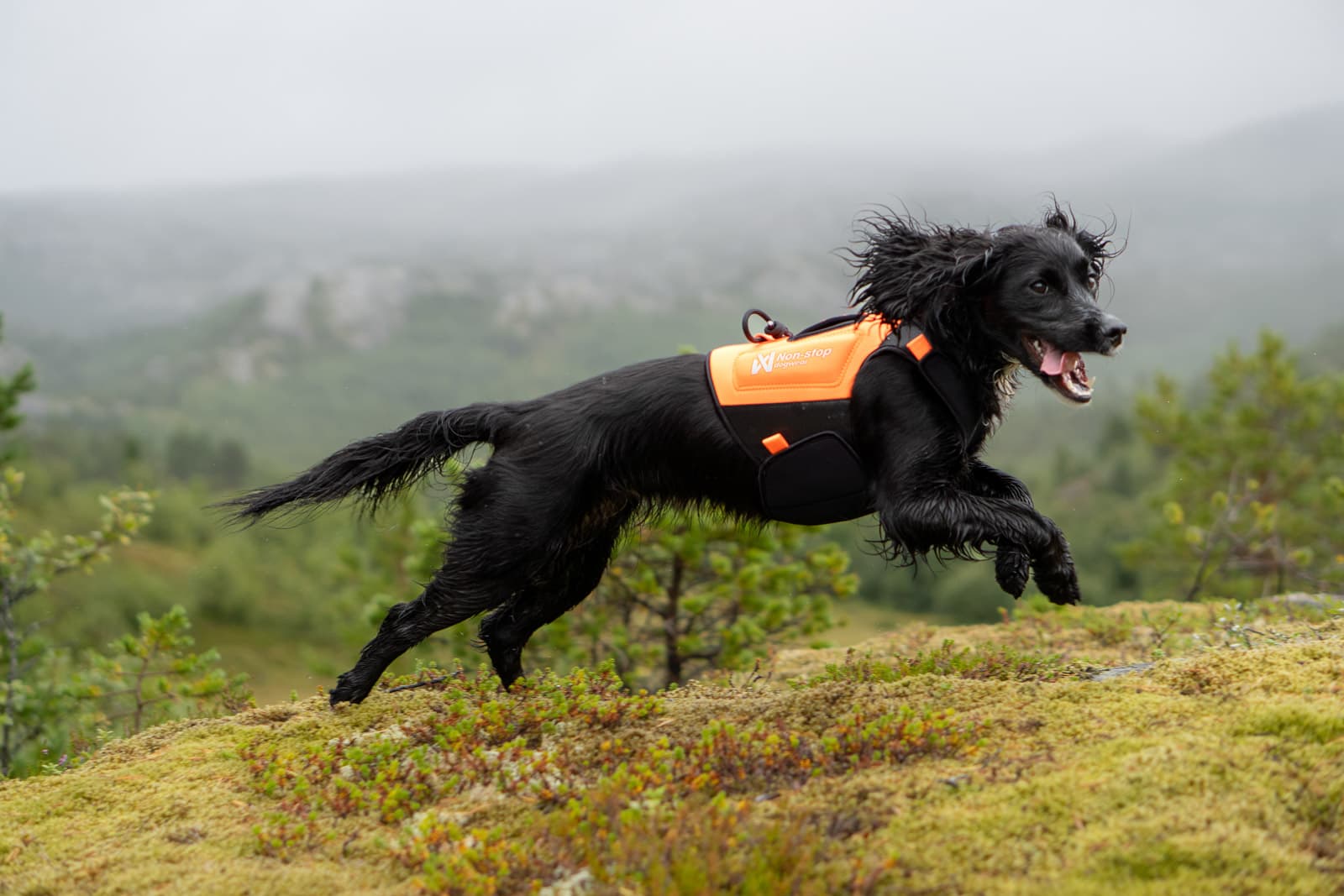 Protector neoprene vest - 