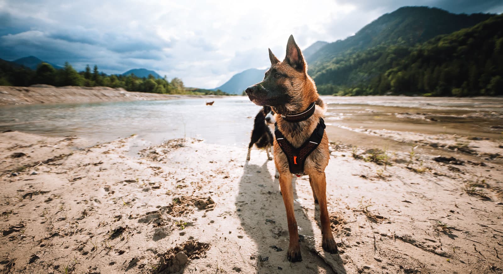 Rock adjustable collar lifestyle 1