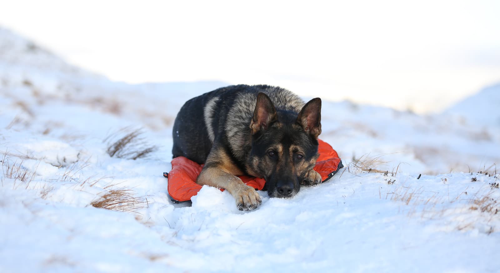 Protector bivvy bed lifestyle 1