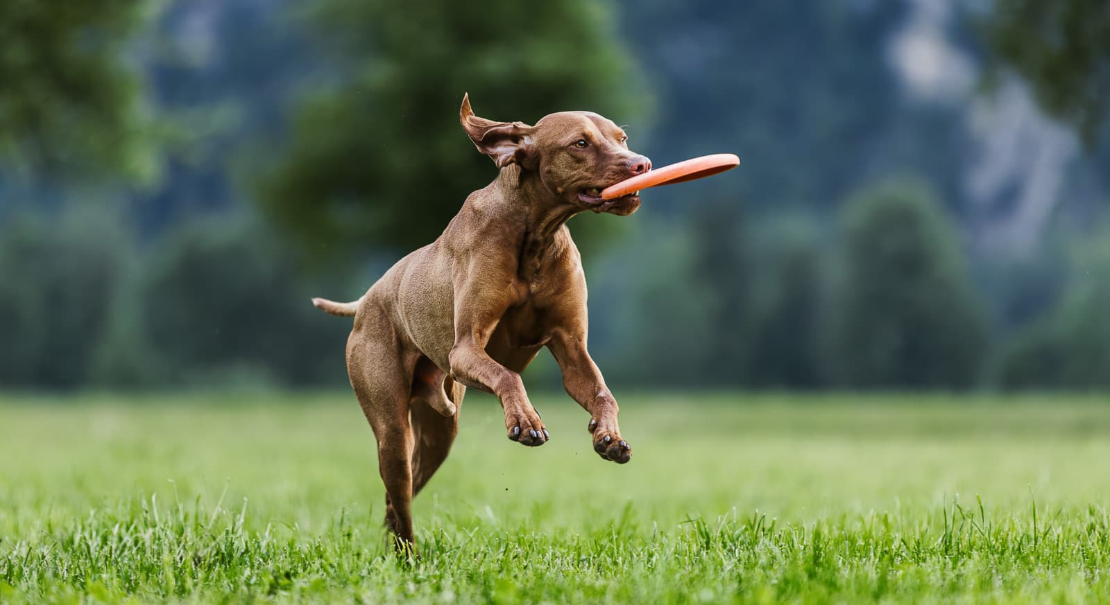 Dog flying disc lifestyle 1