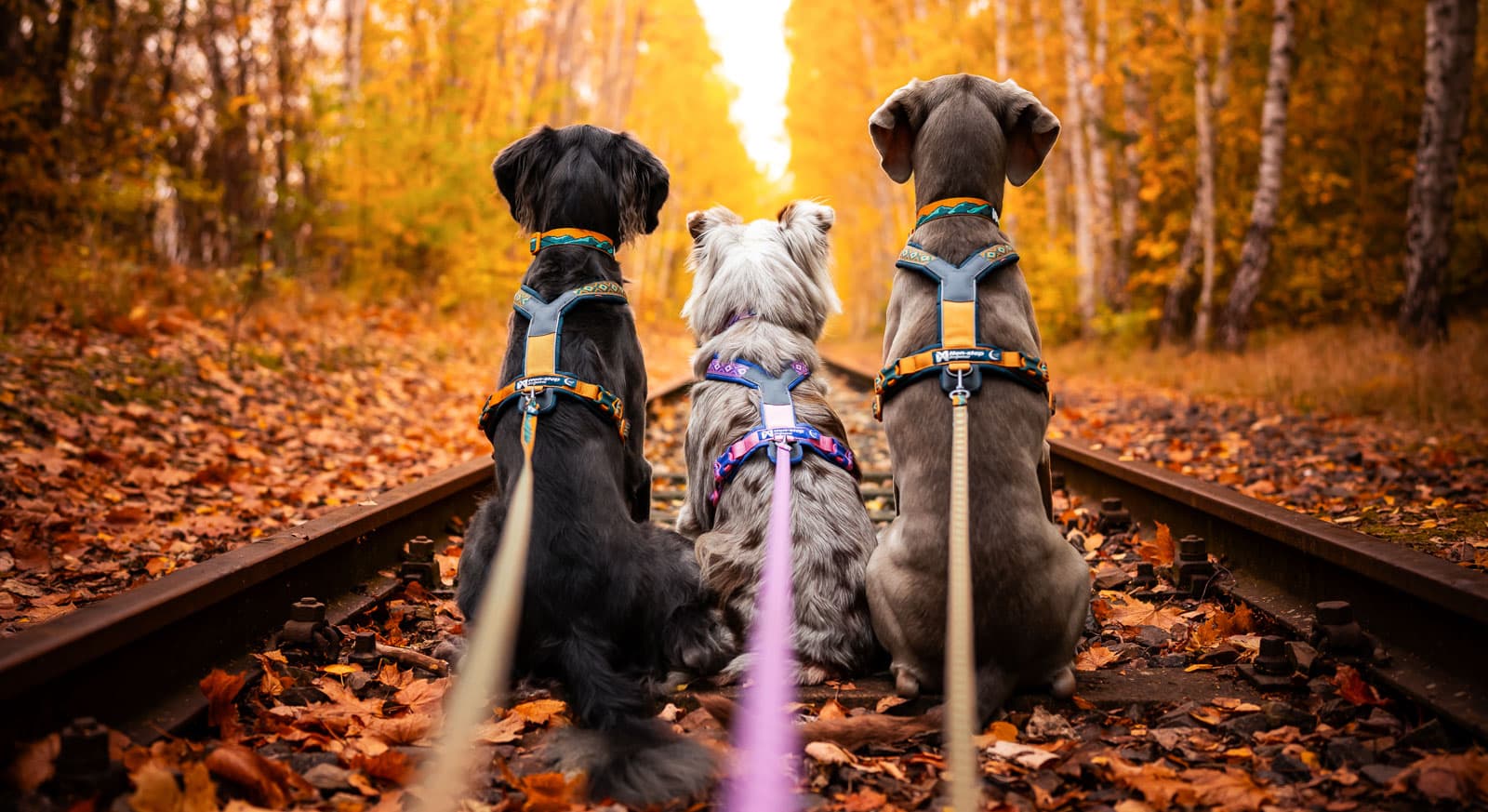 Line harness 5.0 Rachel Pohl edition lifestyle 1