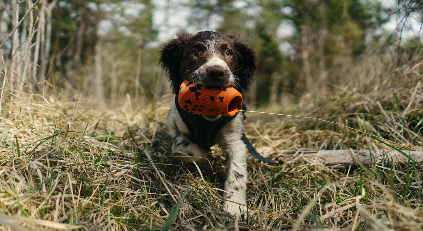 Dog throw toy lifestyle 1