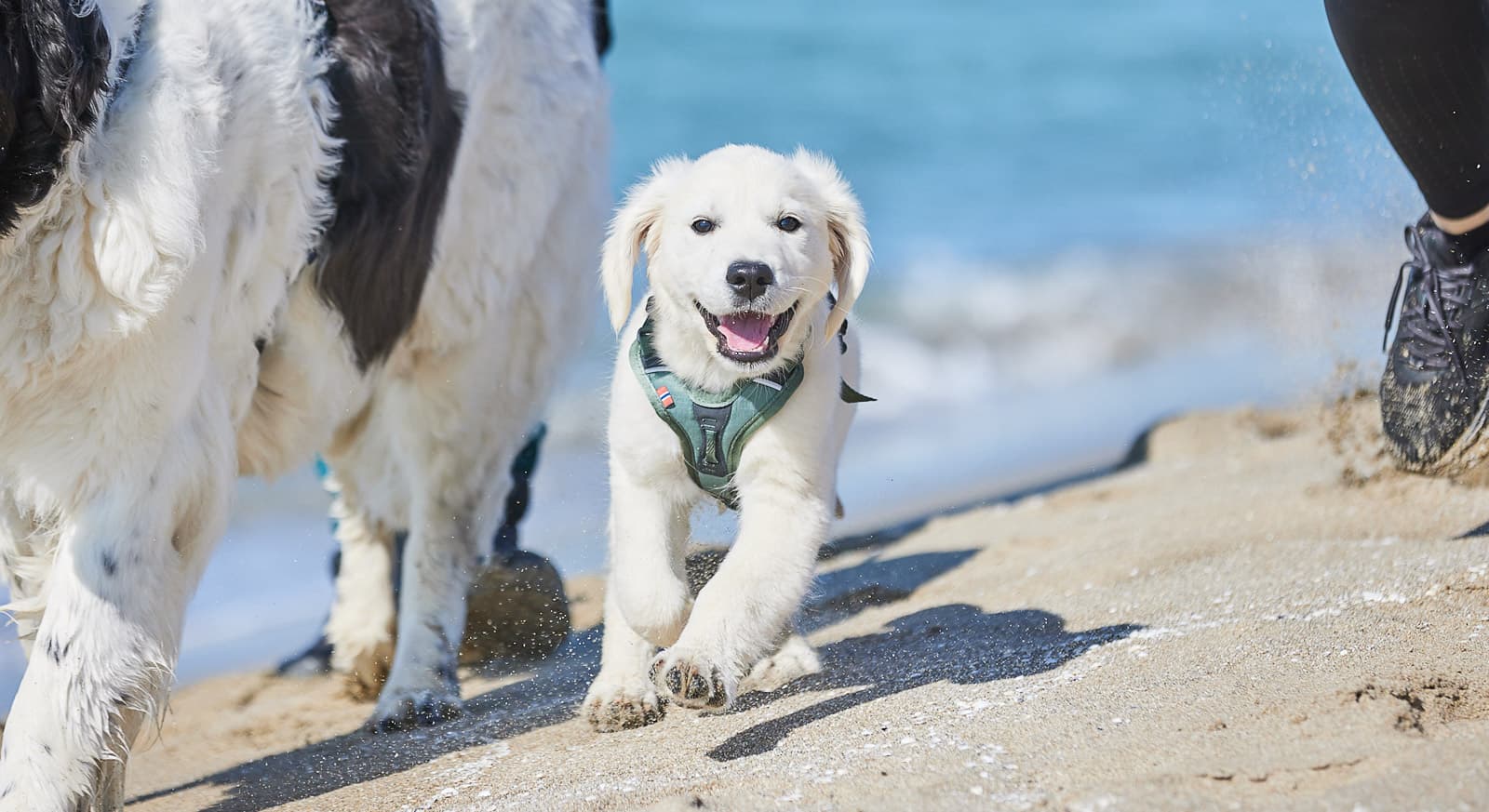 Ramble harness lifestyle 1