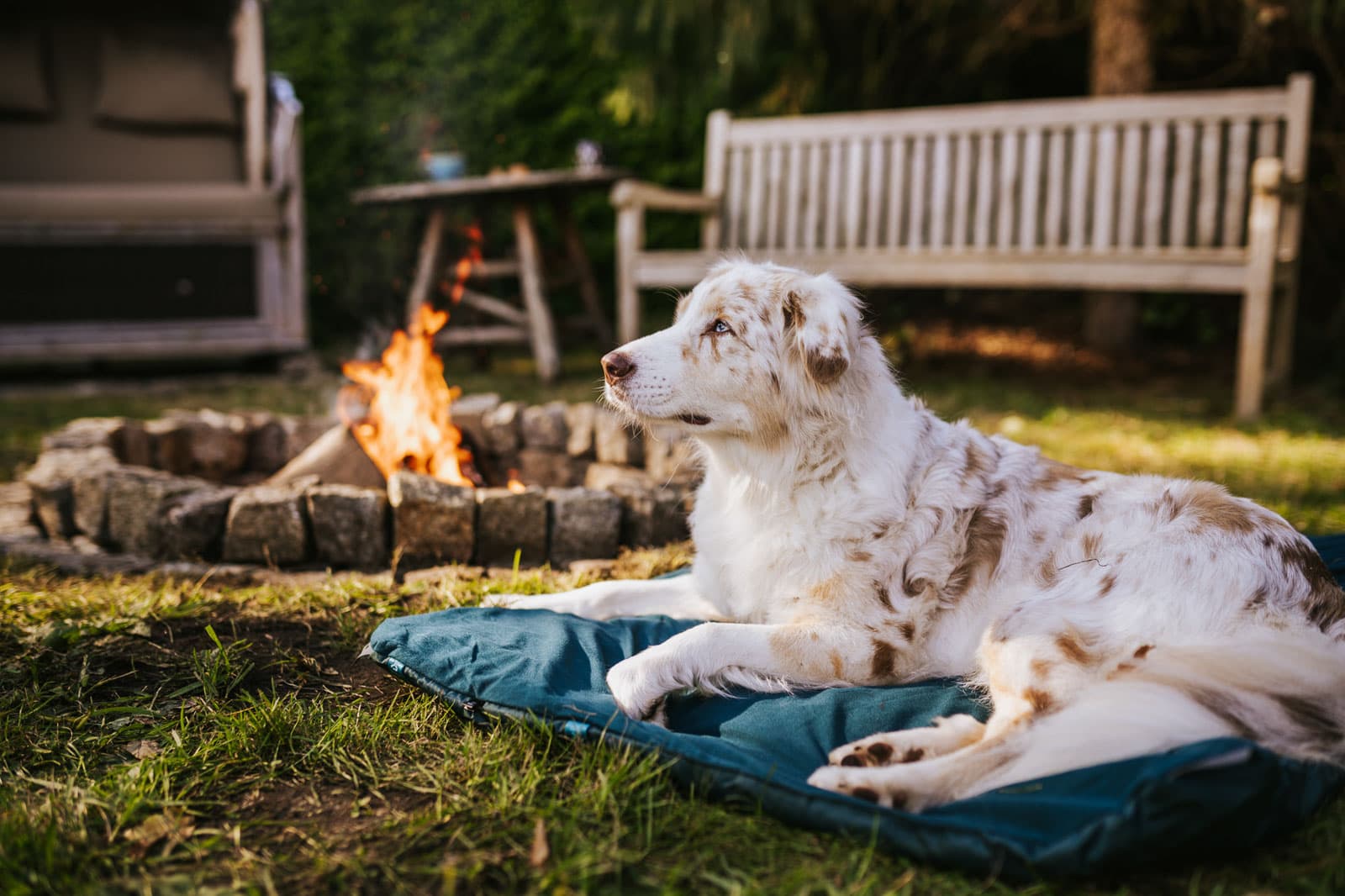 Trekking dog bed -