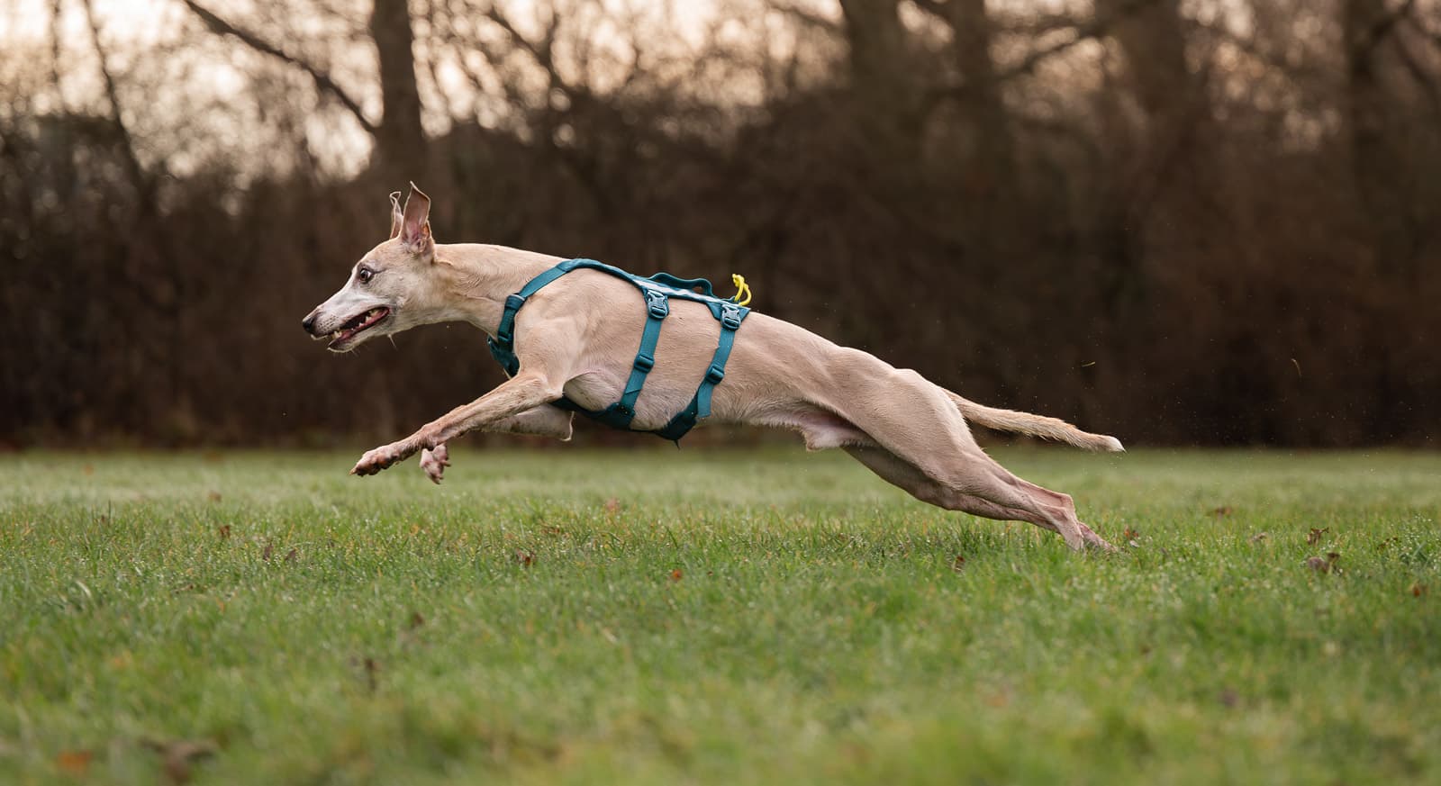 Ramble harness long lifestyle 1