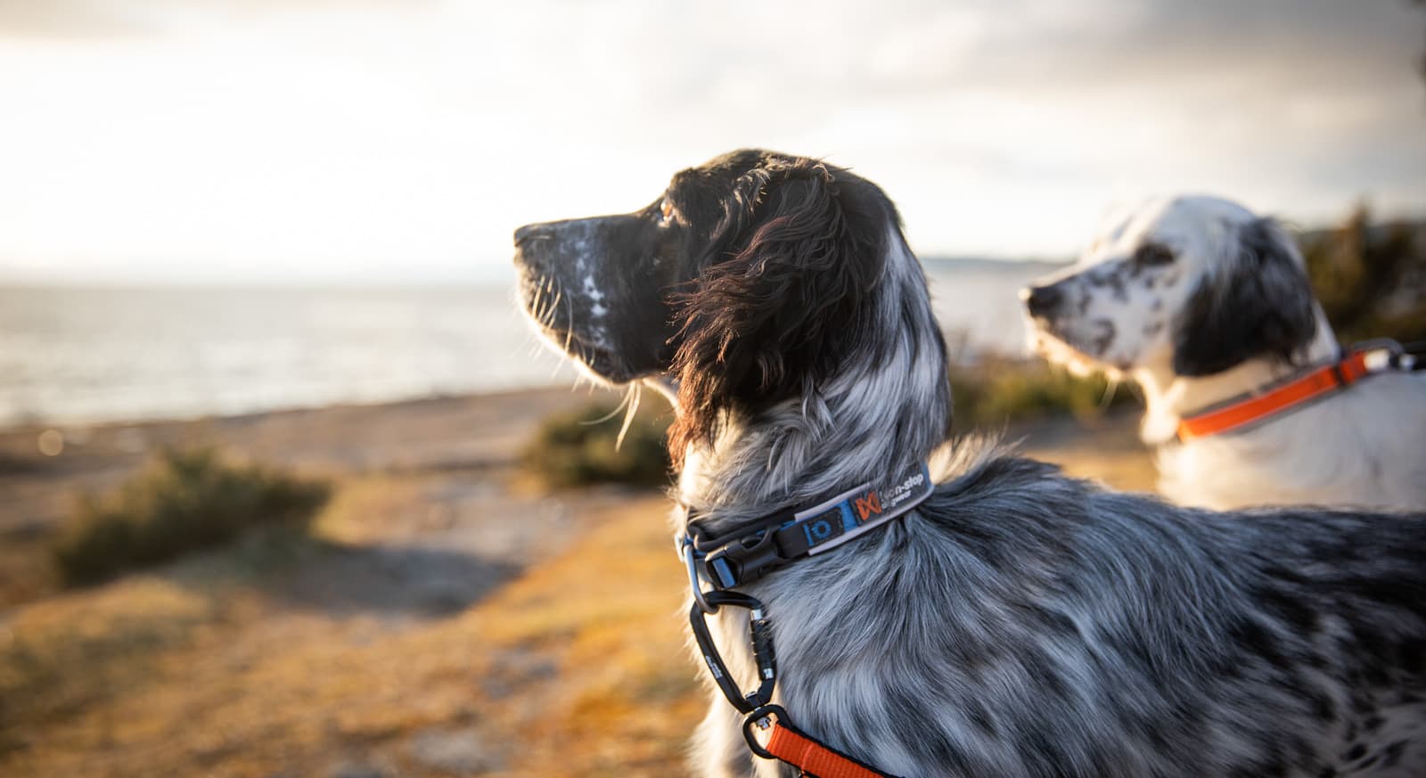 Roam collar lifestyle 1