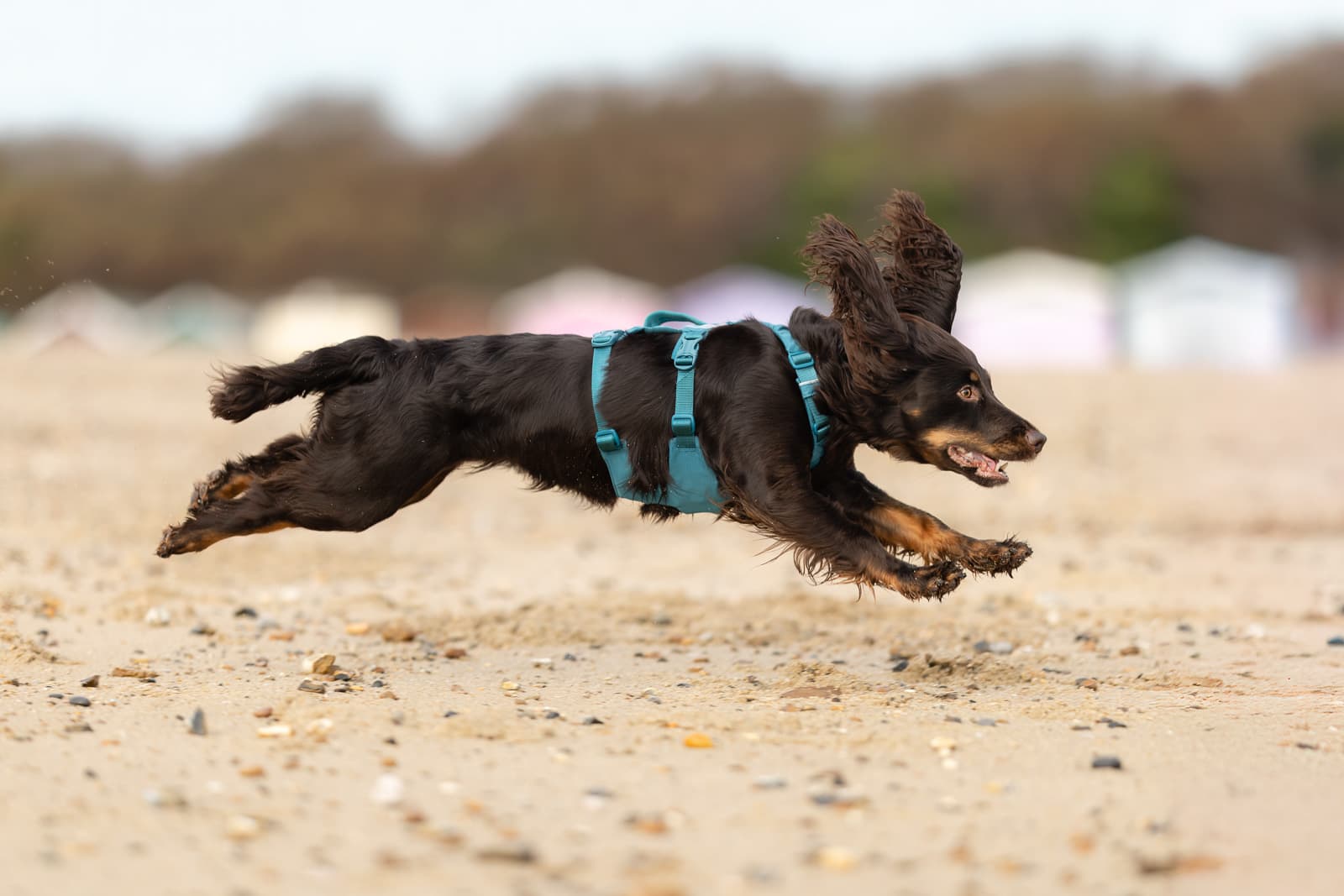 Ramble harness long -