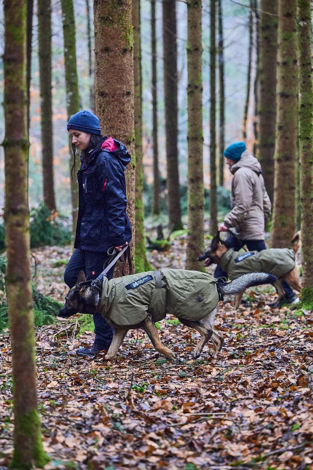 Glacier dog jacket WD -