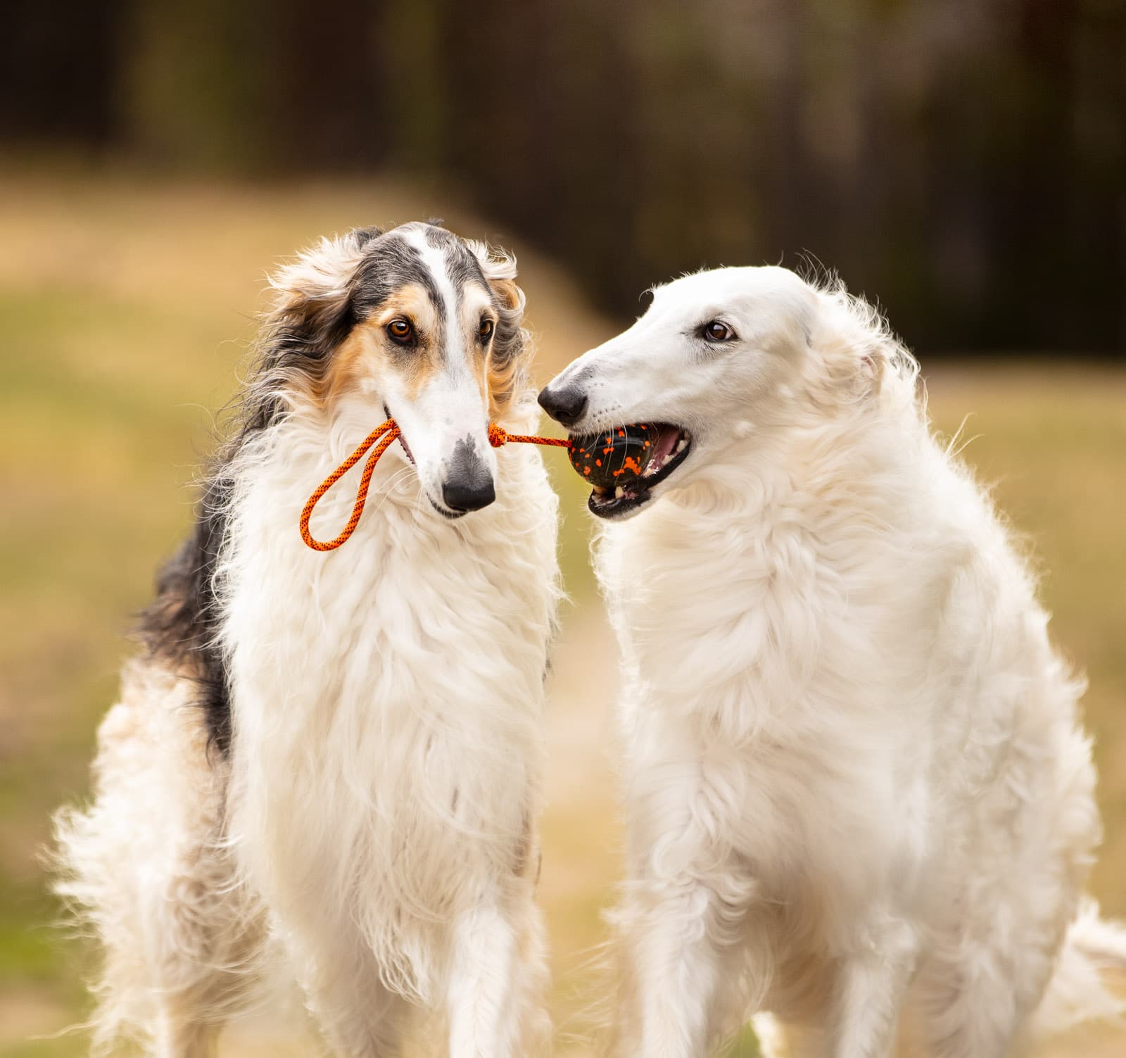 Dog ball on rope -