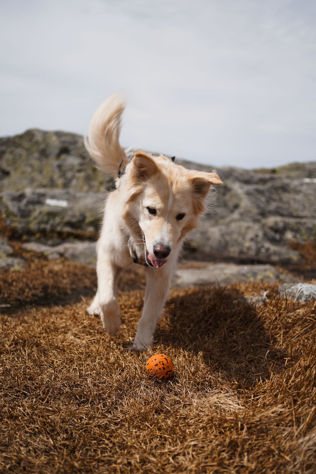 Dog ball -