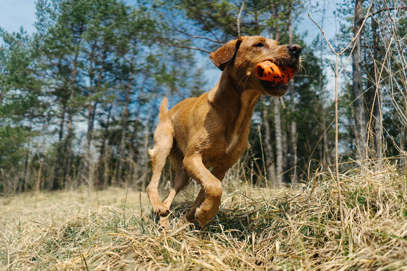 Dog throw toy -
